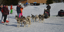 CHIENS DE TRAÎNEAUX - L'APPEL SAUVAGE