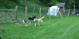 LE REPAIRE DES HUSKYS