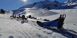 NO SPEED LIMIT - CHIENS DE TRAINEAU