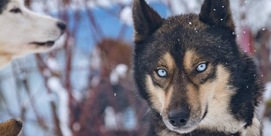 LES TRAINEAUX DE PIAU-ENGALY