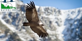 Sortie Natura 2000 : "À la découverte des rapaces du site Natura 2000 de Gavarnie"