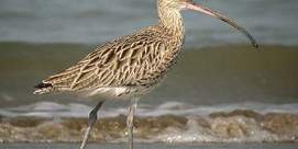 Balade autour du lac de Puydarrieux - Découverte des oiseaux migrateurs