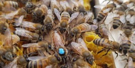 Atelier d'initiation apiculture