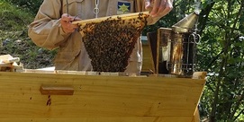 Ouverture d'une ruche kenyane