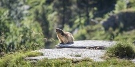 Sortie Natura 2000 : "Grands tétras, marmottes, gypaètes, isards, tous vivent ici en vallée de Cestrède"