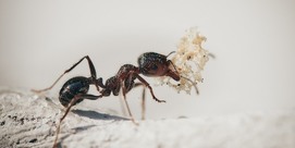La vie fascinante des fourmis
