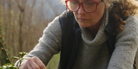 Visite de la plantation de thé de l'Arrieulat