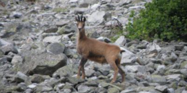 Rando à la découverte des isards