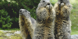 Balade à la rencontre des marmottes