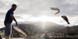 Visites de la ferme aquacole "La Truite des Pyrénées"