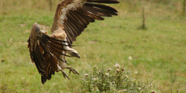 Sortie "Rapaces au Soulor"