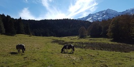 LA FORÊT DU DIFFÉREND
