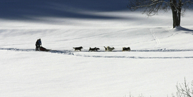 Louisette et les huskies
