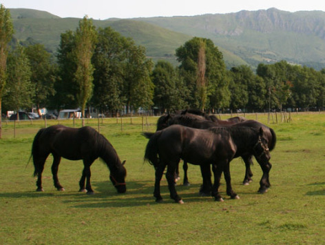 3-MoulianEquestre.jpg