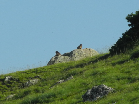 2-marmottes-en-vigie.JPG