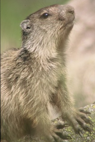 3-marmotte.JPG