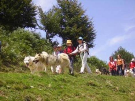 2-cani-rando-2.jpg