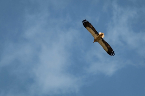 15-vautour-percnoptere-soulor.jpg