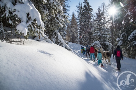 8-Les-lamas-des-7-vallees--19-.jpg
