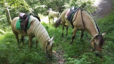 3-La-ferme-du-poney-fringuant---1.jpeg