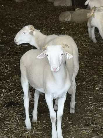 6-Moutons-elevage-a-Auriebat---Ferme-du-Tucoulet.jpg