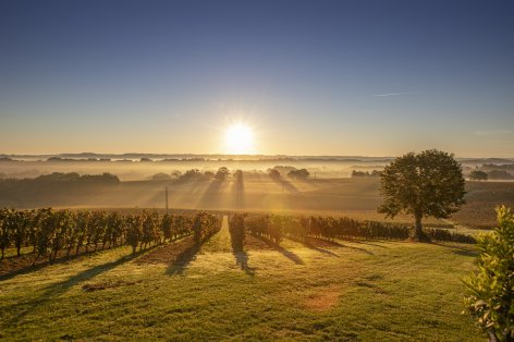3-Vigne-soleil---Chateau-du-Pouey.jpg