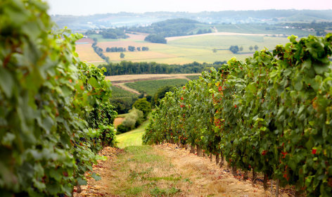 2-vigne-chateau-Montus.jpg