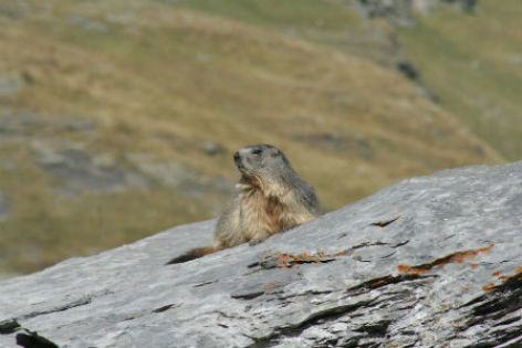 1-marmotte-rene.JPG