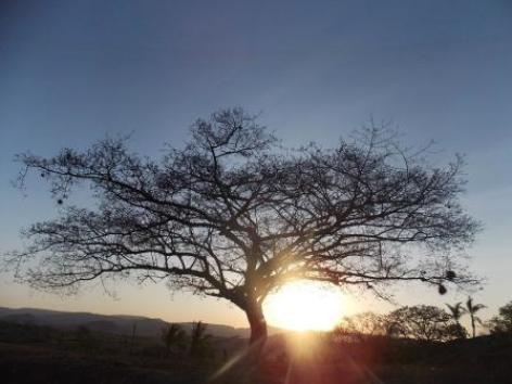 0-l-arbre-de-vie.jpg