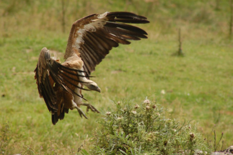 0-rapaces-soulor-bmva.jpg
