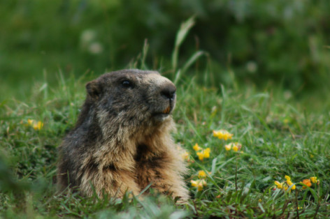 0-marmotte-bmva.jpg