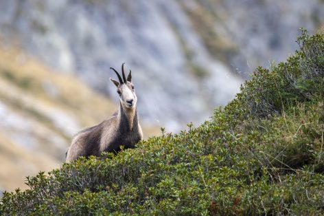 0-isard5-scaled-hadrien-brasseur.jpg