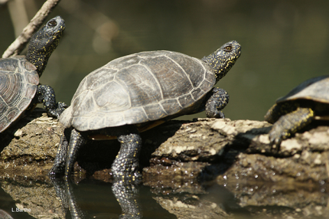 0-Biodiversite-adour---Maison-de-leau.jpg