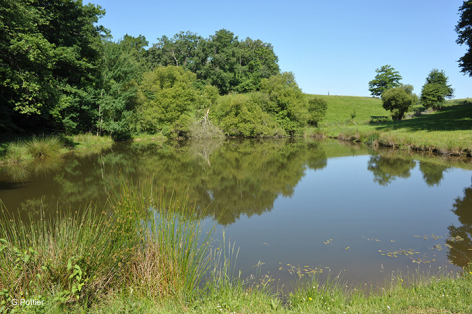 1-biodiversite-de-l-Adour---Maison-de-leau.jpg