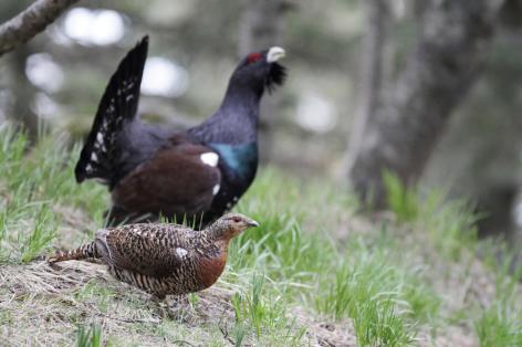 0-00014078-poule-coq-grand-tetras-christophe-cuenin-2.jpg