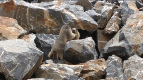 18-Jeux-de-marmottes-via-A-Casteret.png