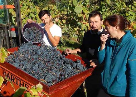 7-Clos-Baste-VENDANGE-DEF.jpg