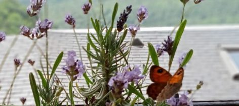 6-butterflywithflower.jpg