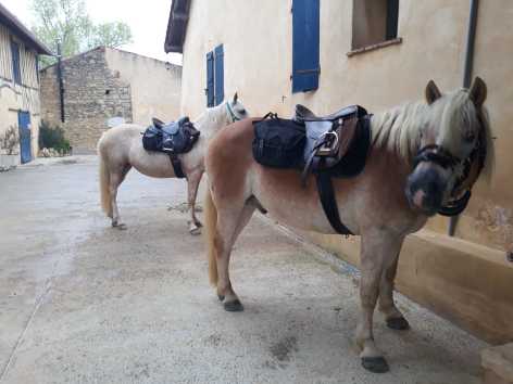 8-Chevaux---Candaou.jpg
