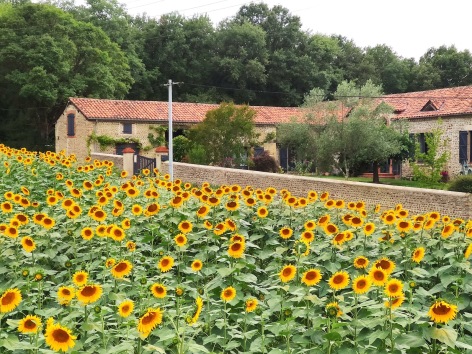 10-Tournesols---Aisina-portateni.jpg