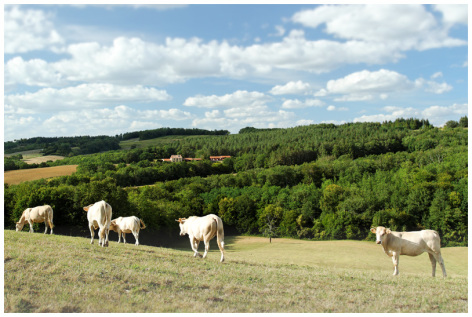 15-Vue-nature---Gite-Vieux-Chenes.jpg
