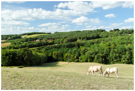 6-Paysages---Les-Vieux-Chenes.jpg
