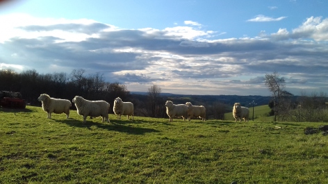 9-Moutons---Maison-Jolivue.jpg