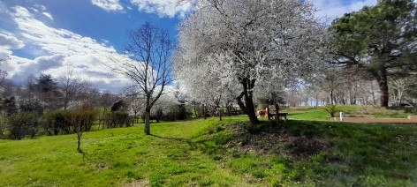 8-Arbre-fleuri---Domaine-Calabel-2.jpg