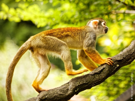 1-singes-parcanimalierdespyrenees.jpg