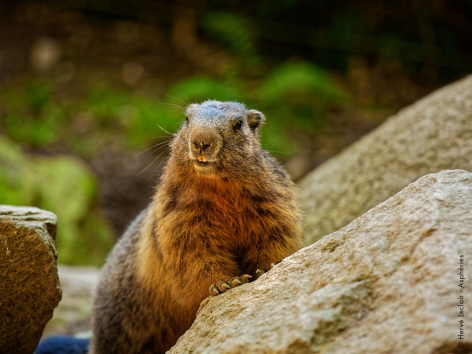 6-marmotte-parcanimalierdespyrenees.jpg
