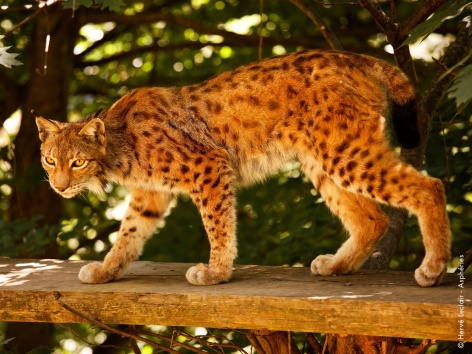 7-lynx-parcanimalierdespyrenees.jpg