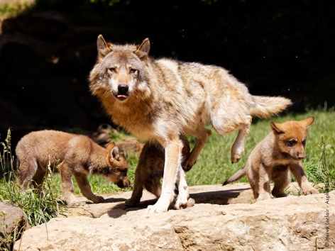 9-loups-parcanimalierdespyrenees.jpg