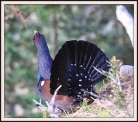 5-coq-avec-christian-018.JPG