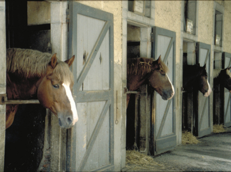 5-62-Haras-de-Tarbes.jpg